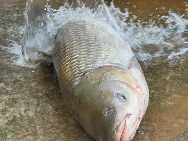 A fish in shallow water, surrounded by splashes.