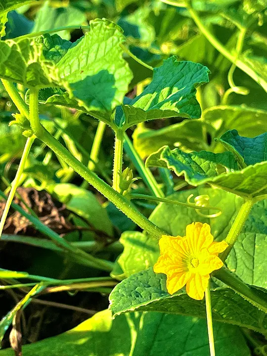 A small yellow flower among green leaves and vines.