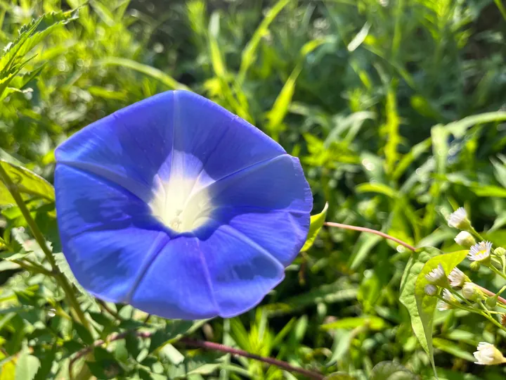 A blue-purple flower facing the camera among green leaves.