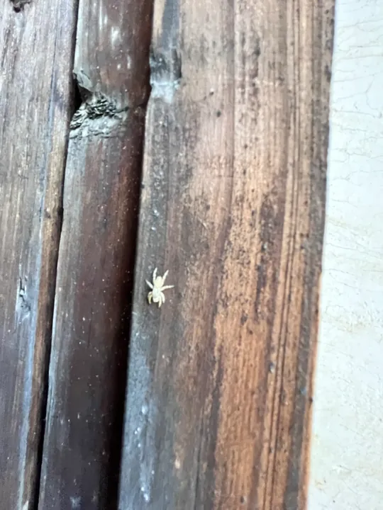 A small pale spider on a weathered wooden surface.