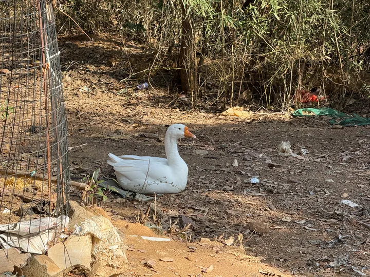A white goose on bare ground beside a fence and shrubs.