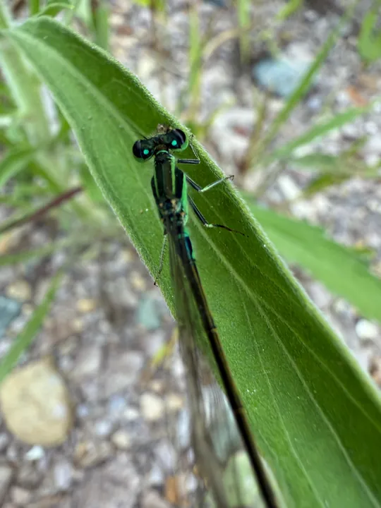 A slender winged insect resting on a green leaf.