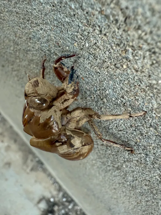 A cicada shell clinging to a rough wall.