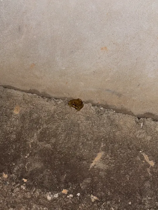 A small brown frog at the base of a wall.
