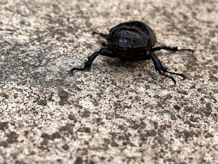 A black beetle on a rough gray surface.