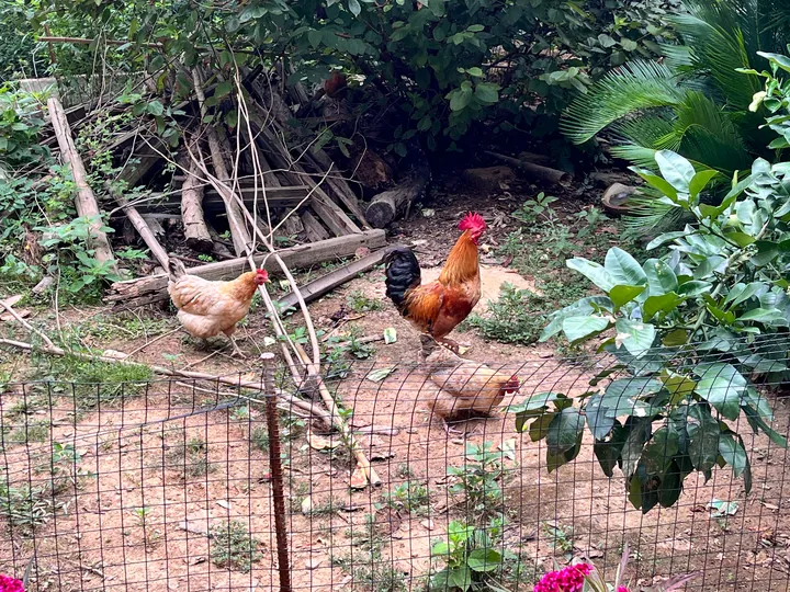 Chickens behind a fence, surrounded by branches and green leaves.