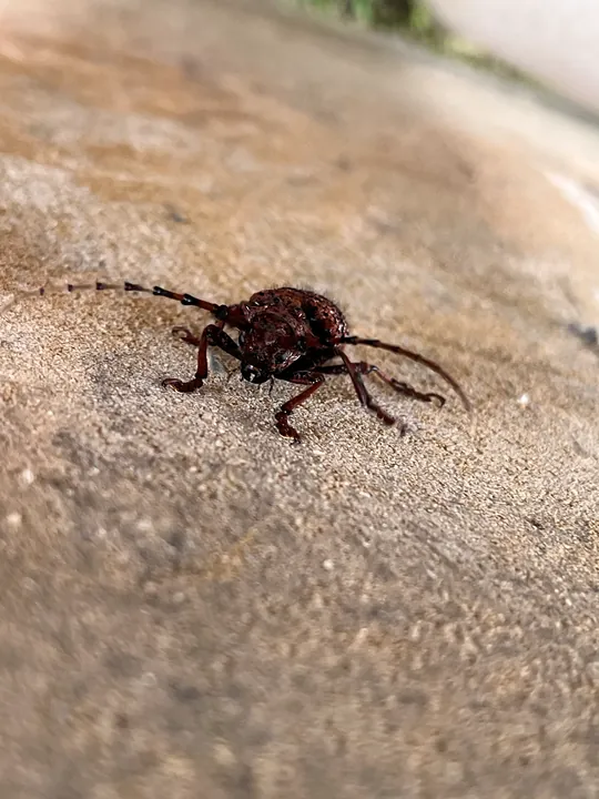 A close view of a brown beetle and its antennae.