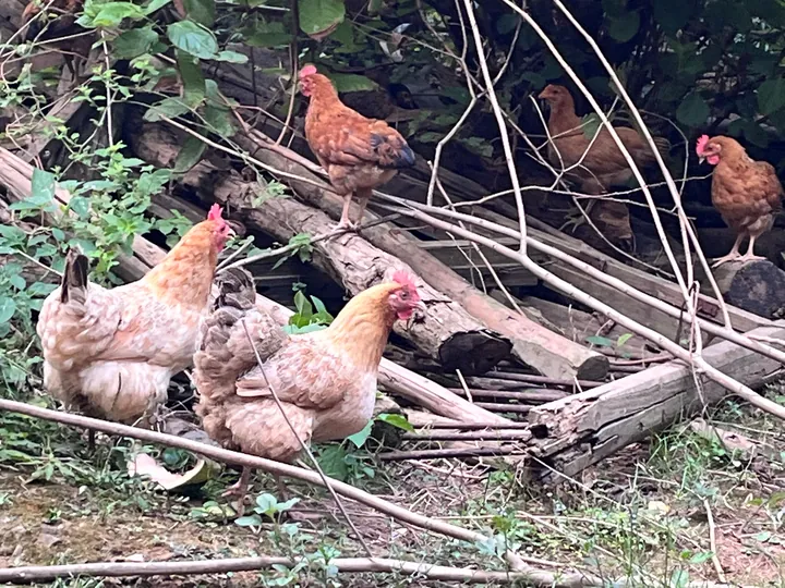 Several chickens among branches and weeds.