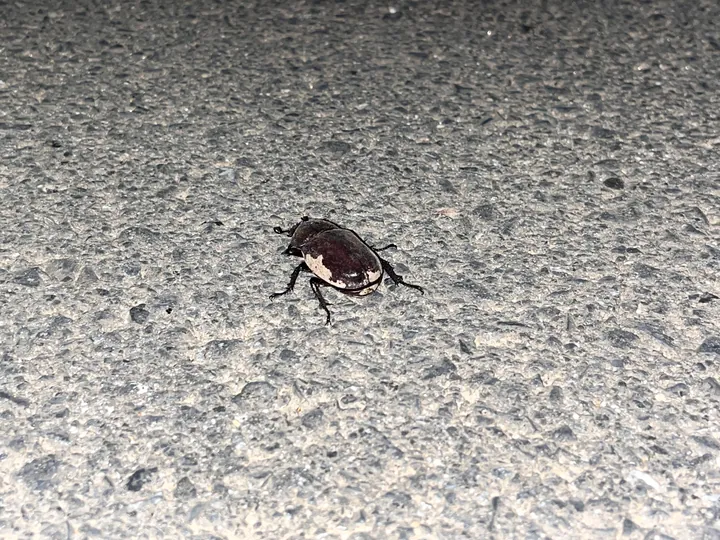 A dark beetle with pale markings on a paved surface.