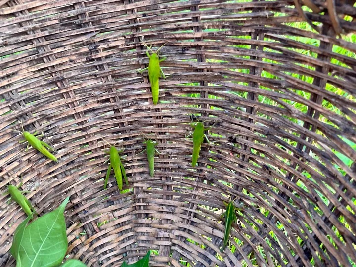 Several green insects on the inside of a woven bamboo basket.