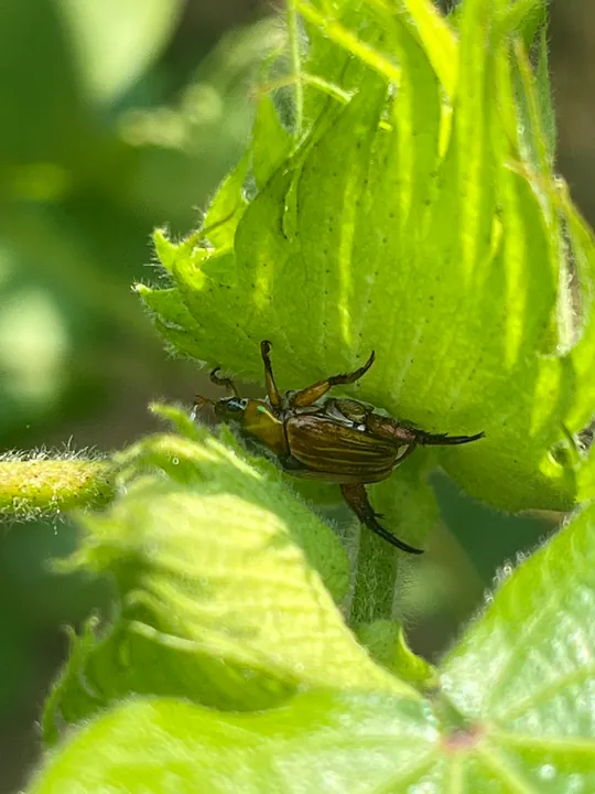 A beetle beneath a green flower bud.