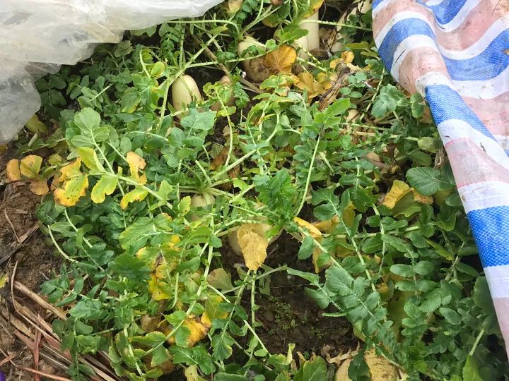 Radishes and leafy greens visible beside the edge of a tarpaulin.