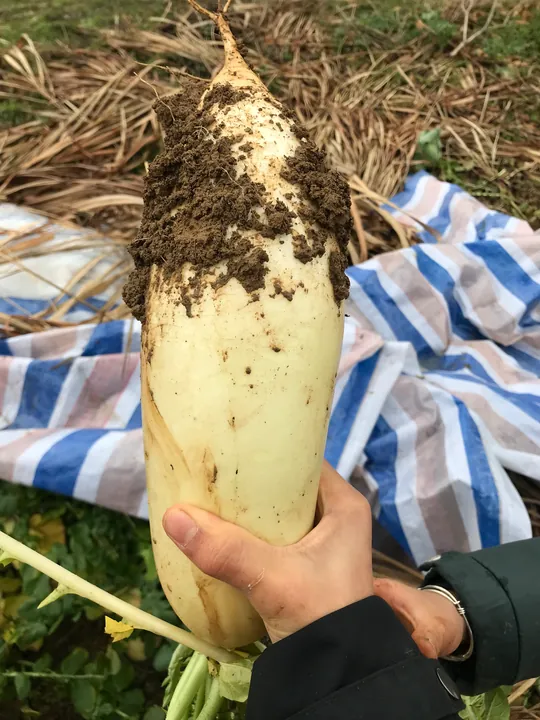 A hand holding a white radish with soil still attached.
