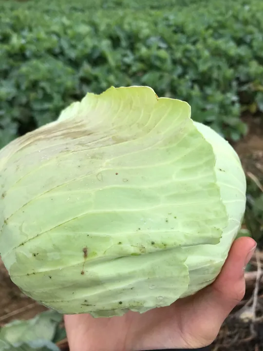 A hand holding a pale green cabbage.