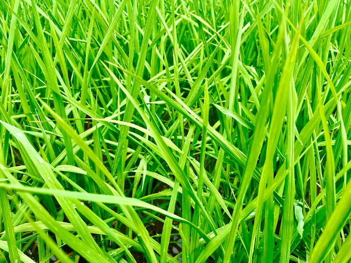 Slender green leaves overlapping in the sunlight.