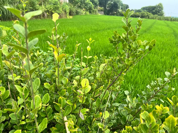 A bright green field beyond shrubs and leafy branches.