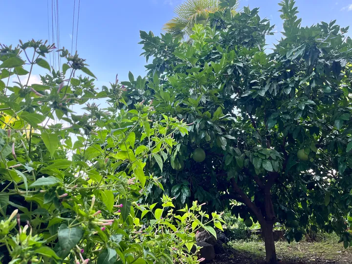 A leafy tree and surrounding plants beneath a blue sky.