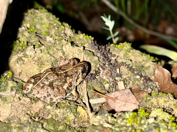 A brown frog among mossy soil and fallen leaves.