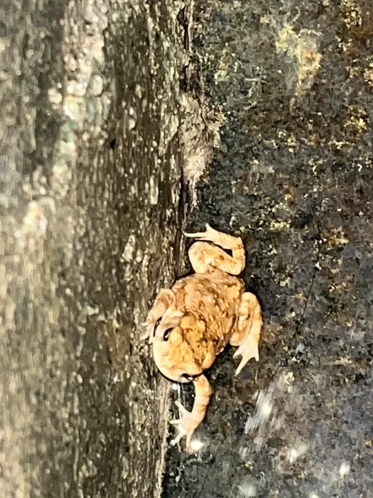 A light brown toad illuminated in the corner of a wall.