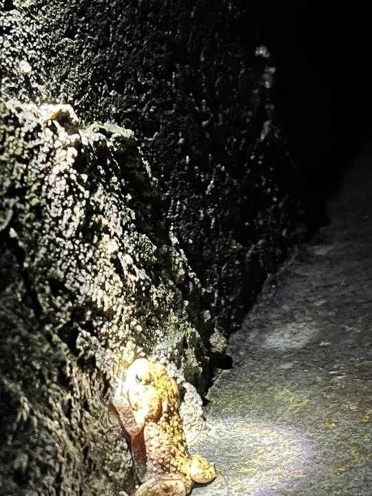 A beam of light falls on a toad and the rough ground beside a wall.