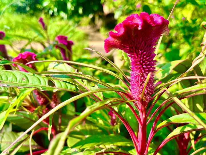 Red flowers among green leaves.