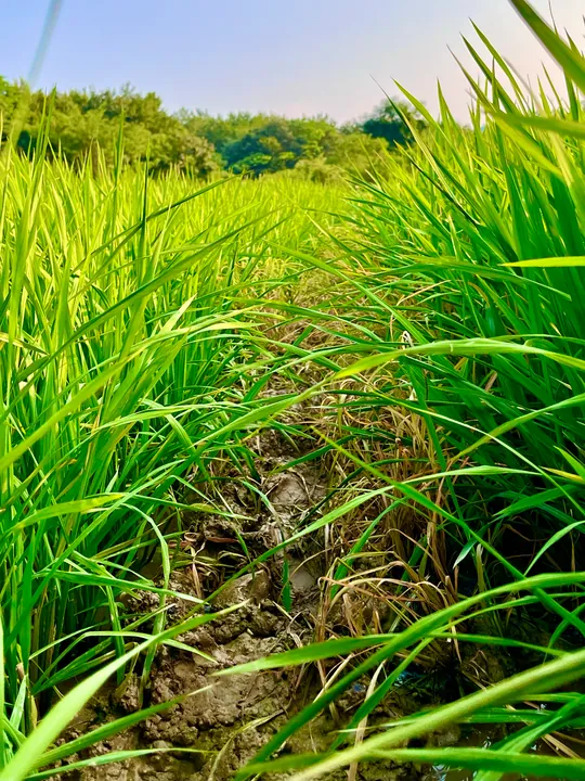 A view along the edge of a green field.