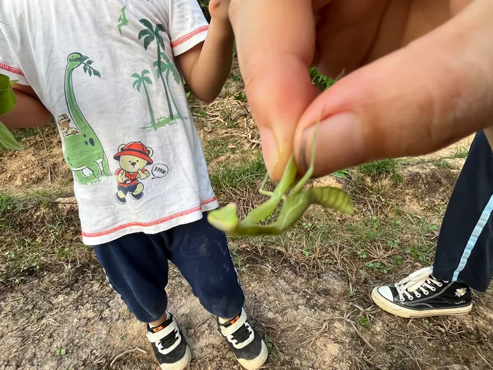 A green praying mantis held between fingers.