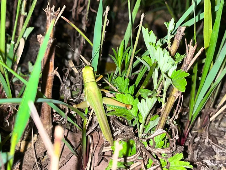 A green insect among blades of grass.