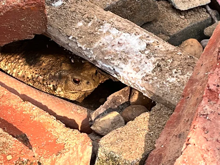 A brown frog tucked between bricks and stones.