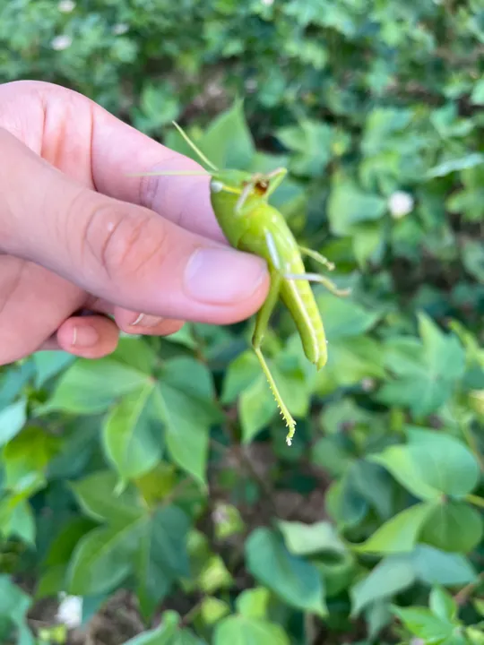 A close view of a green insect held in a hand.