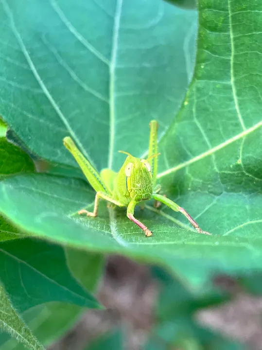 A green insect resting on a leaf.