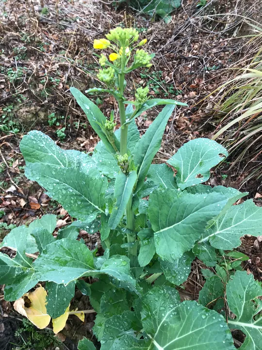 A plant with small yellow flowers in a vegetable plot.