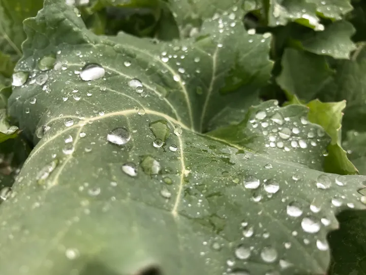Water droplets scattered across a broad green leaf.