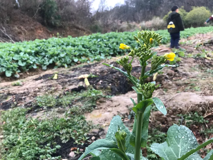 Yellow flowers in a vegetable plot, with a person in the distance.