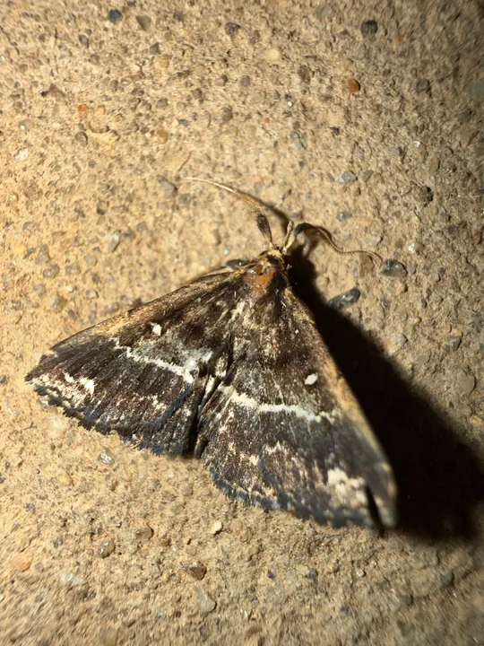 A brown moth resting on a rough surface.