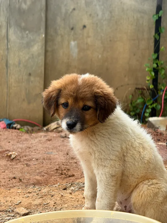 A brown-and-white puppy sitting in a courtyard.