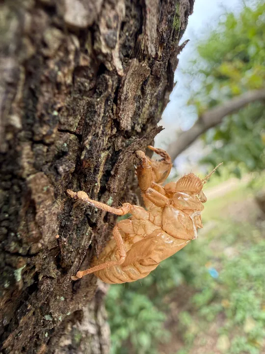 A cicada shell clinging to tree bark.