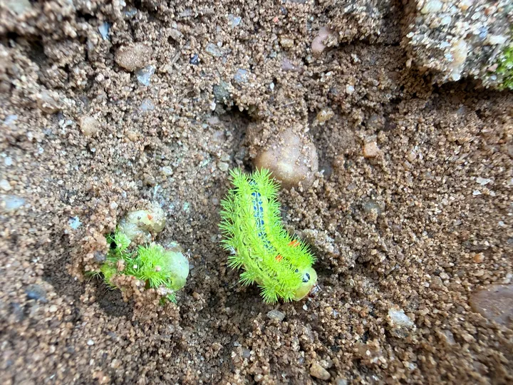 A spiny green caterpillar on the ground.