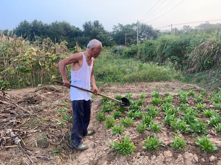 An older man watering a vegetable plot with a long-handled ladle.