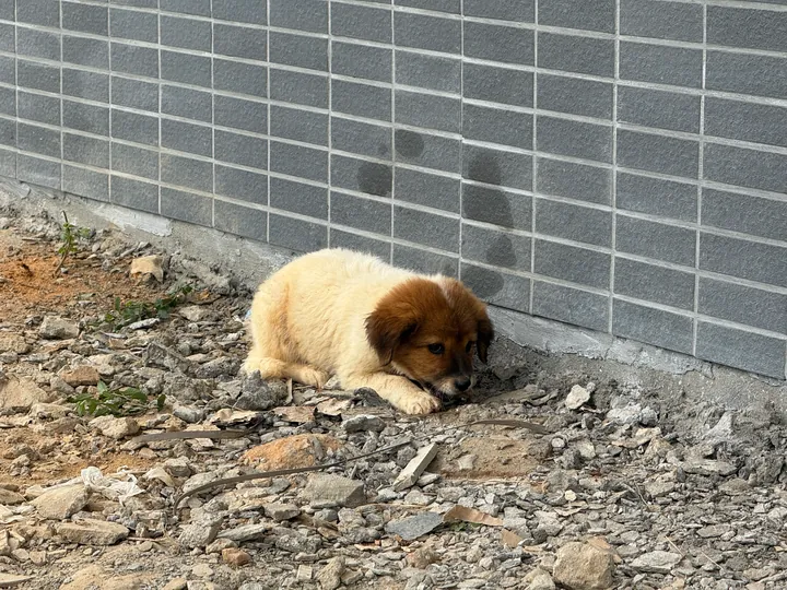 A puppy lying on rubble beside a brick wall.