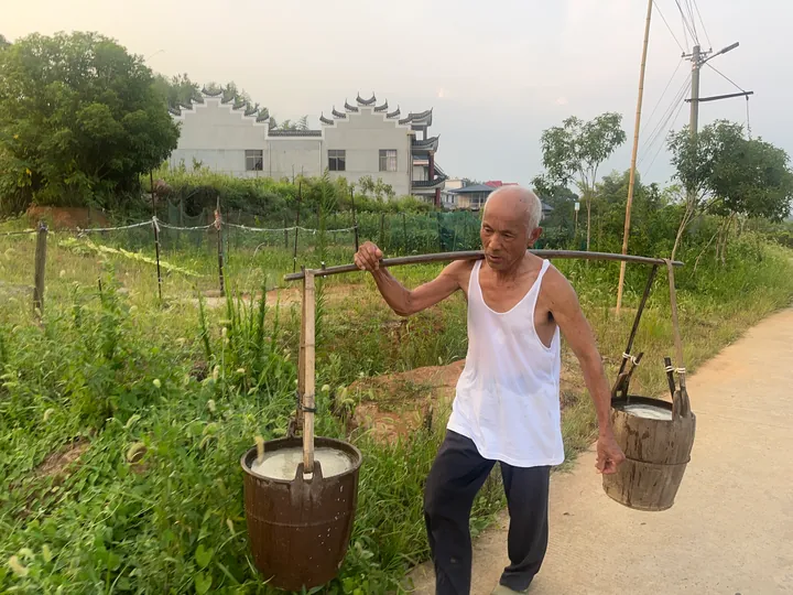 An older man carrying two wooden buckets on a shoulder pole along a path beside vegetable plots.