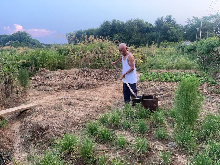 An older man watering a vegetable plot in the evening light.