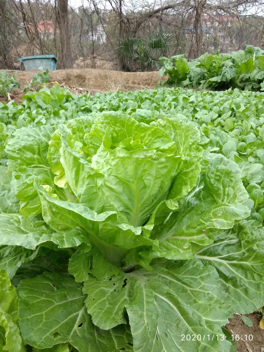Layers of cabbage leaves in a vegetable plot.