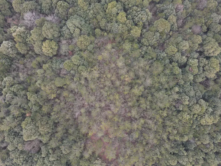A view straight down over a forest canopy.
