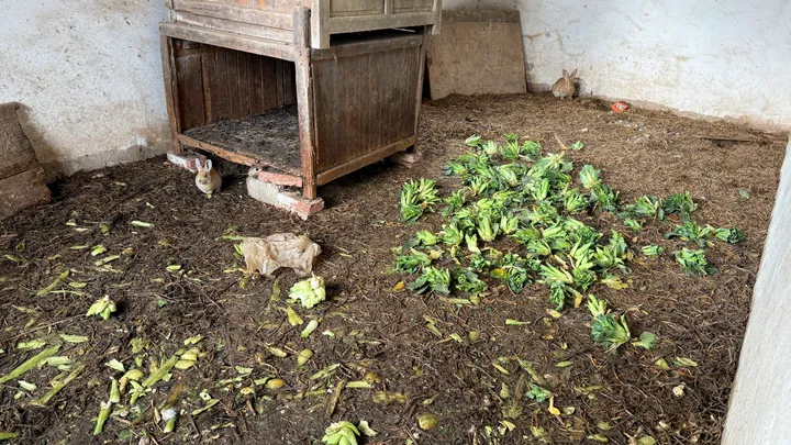Rabbits in an old room, with vegetable leaves scattered on the ground.