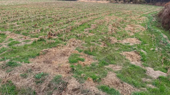Stubble and new green growth in a harvested field.