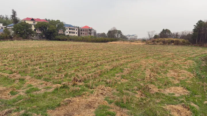 A harvested field in front of village houses.