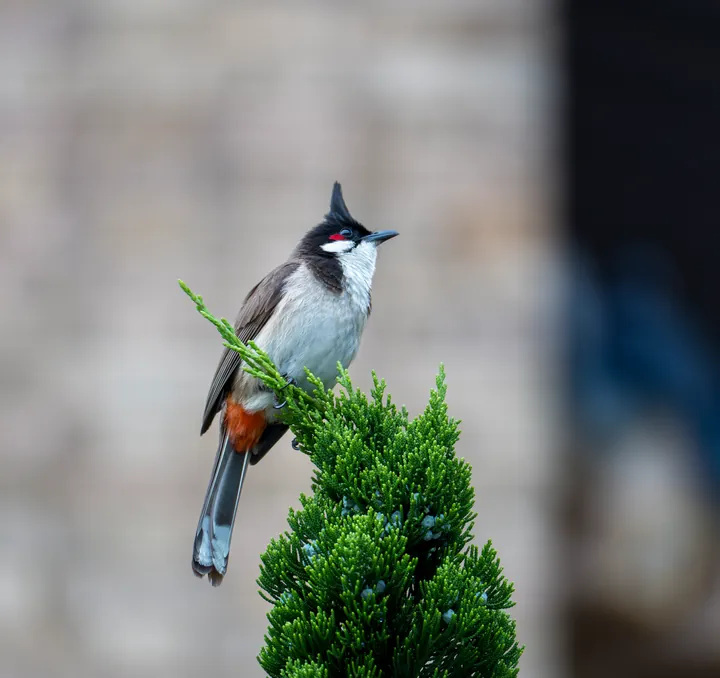 A small crested bird standing on top of a cypress.