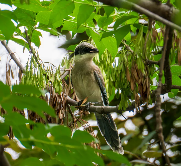 A bird perched among branches hung with seed pods.