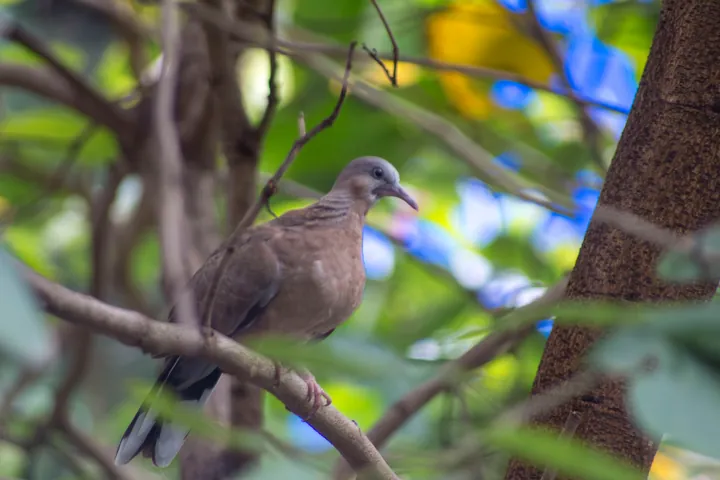 A dove on a branch, with tree trunks and dappled light behind.